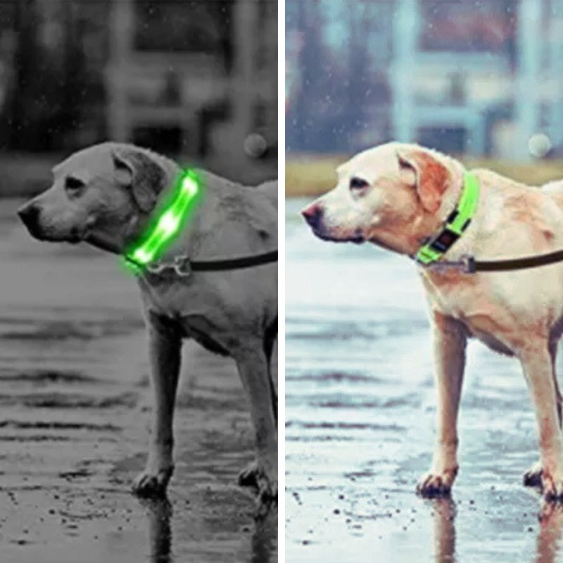 COLLIER LUMINEUX POUR CHIEN RECHARGEABLE | LedShine™. - MON TOUTOU
