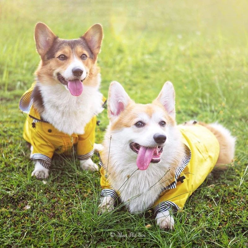 MANTEAU IMPERMÉABLE POUR CHIEN