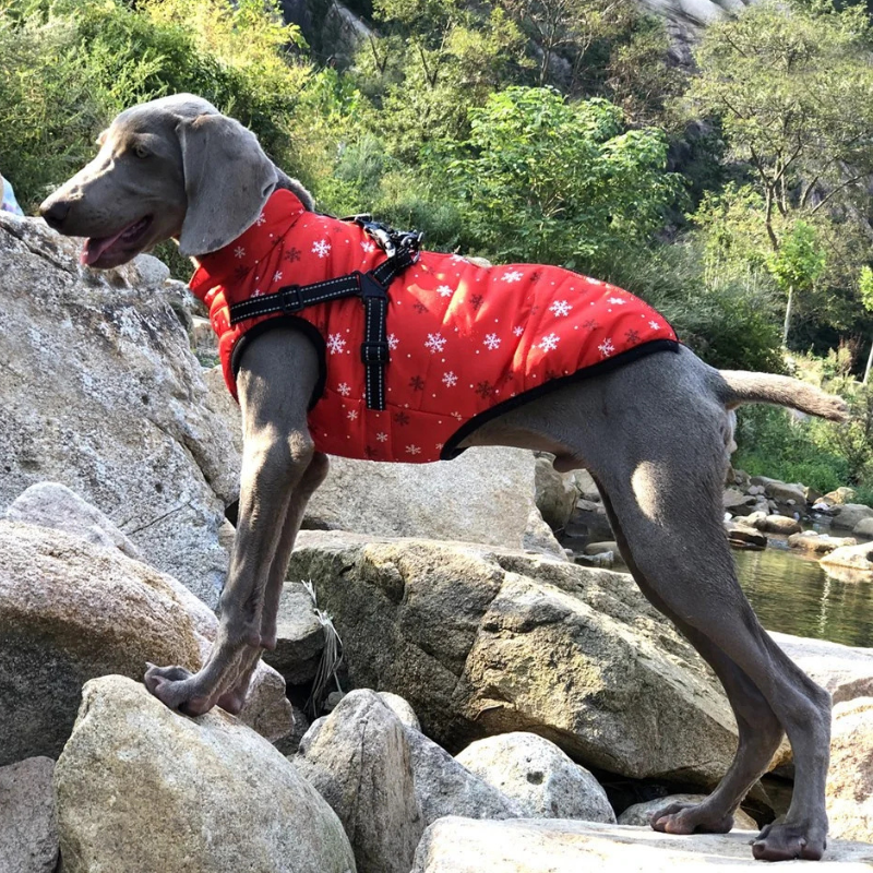 MANTEAU CHIEN HIVER AVEC HARNAIS