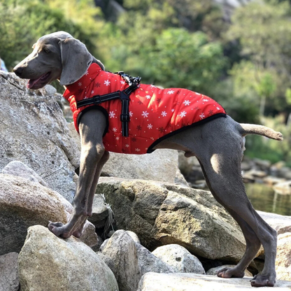 MANTEAU CHIEN HIVER AVEC HARNAIS