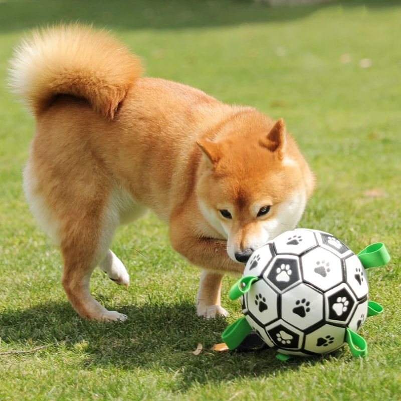 JOUET FOOTBALL POUR CHIEN