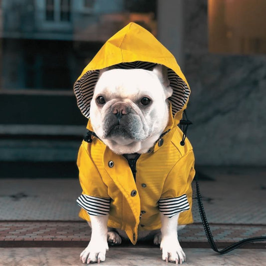 MANTEAU IMPERMÉABLE POUR CHIEN